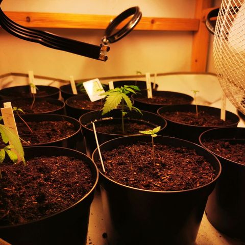 CBD Skunk Haze growlog timeline photo