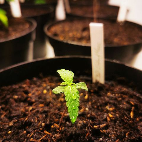 CBD Skunk Haze growlog timeline photo