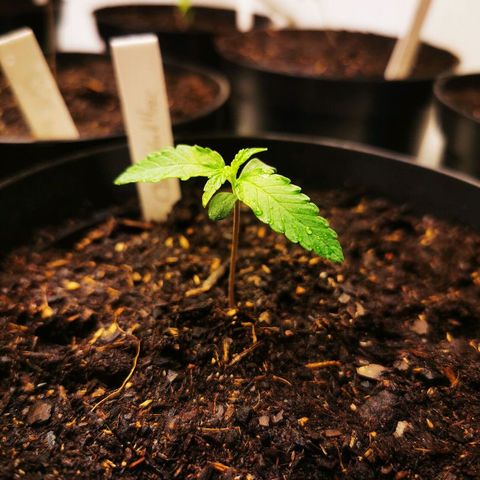 CBD Skunk Haze growlog timeline photo