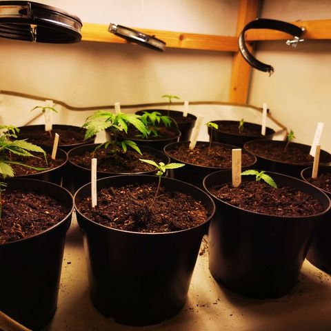 CBD Skunk Haze growlog timeline photo