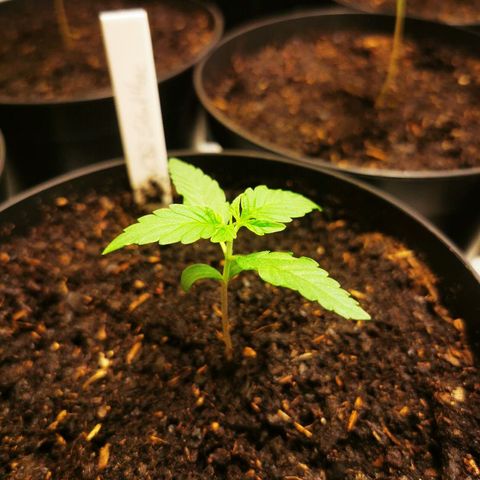 CBD Skunk Haze growlog timeline photo