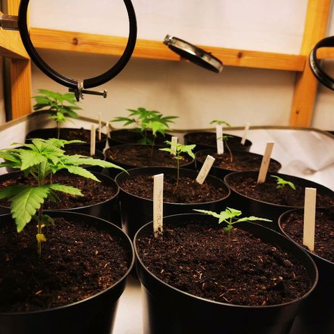 CBD Skunk Haze growlog timeline photo