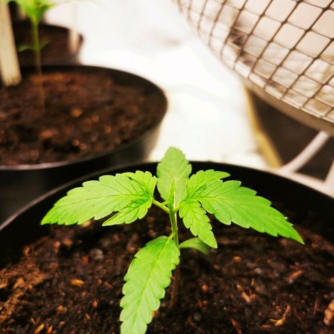 CBD Skunk Haze growlog timeline photo