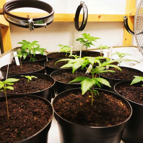 CBD Skunk Haze growlog timeline photo