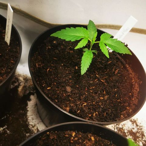 CBD Skunk Haze growlog timeline photo