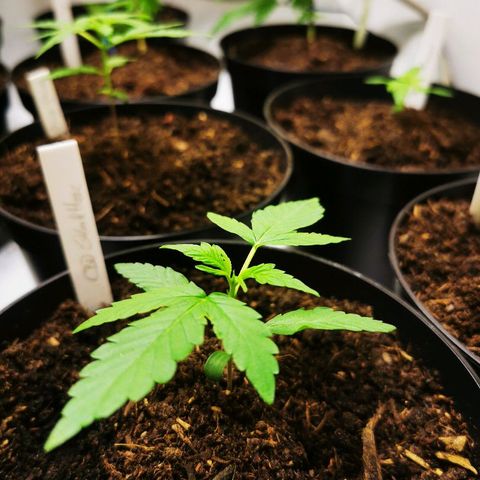 CBD Skunk Haze growlog timeline photo