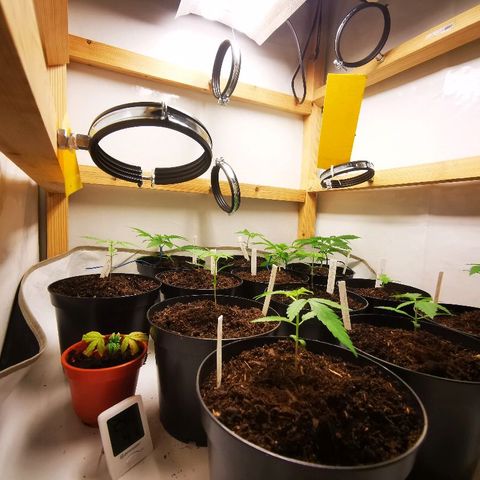 CBD Skunk Haze growlog timeline photo