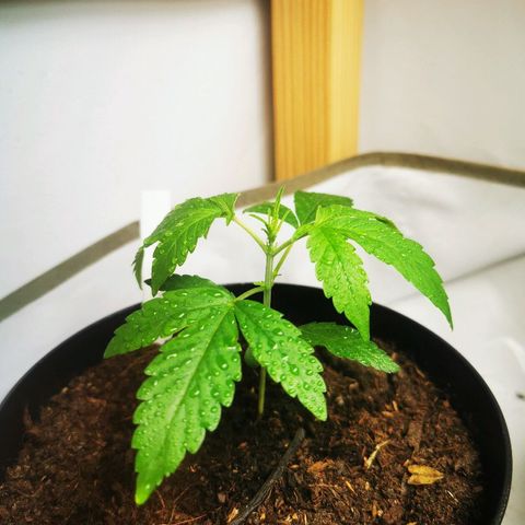 CBD Skunk Haze growlog timeline photo