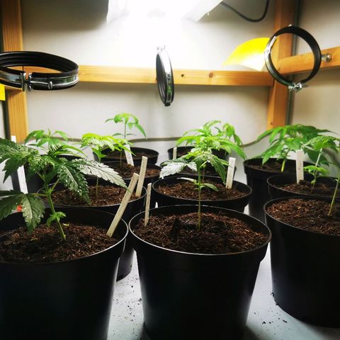 CBD Skunk Haze growlog timeline photo