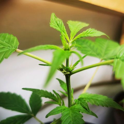 CBD Skunk Haze growlog timeline photo