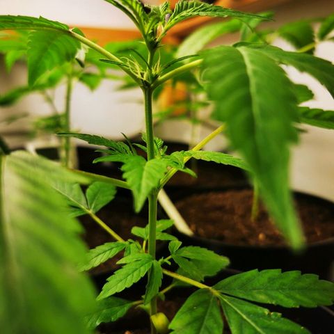 CBD Skunk Haze growlog timeline photo