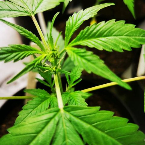 CBD Skunk Haze growlog timeline photo