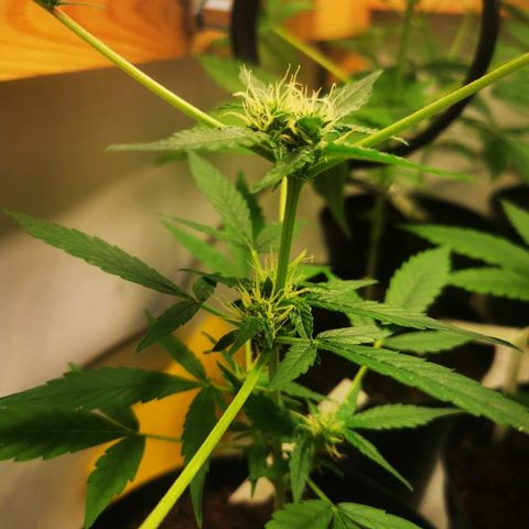 CBD Skunk Haze growlog timeline photo