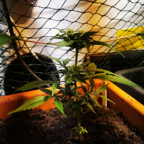 CBD Skunk Haze growlog timeline photo