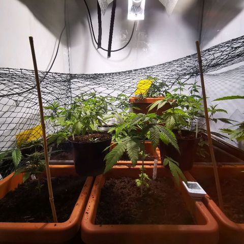 CBD Skunk Haze growlog timeline photo