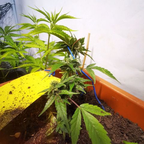 CBD Skunk Haze growlog timeline photo