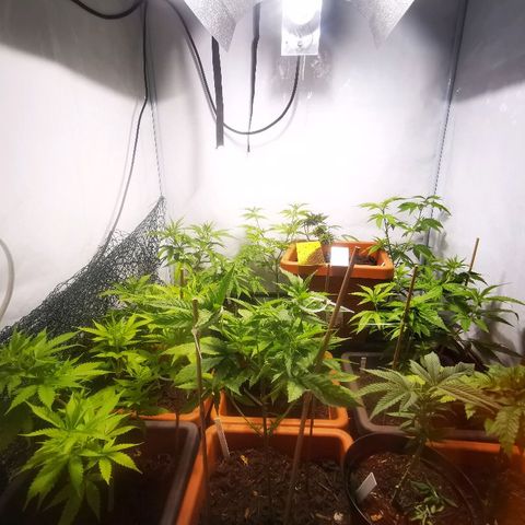 CBD Skunk Haze growlog timeline photo