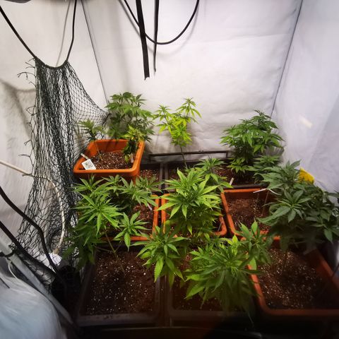 CBD Skunk Haze growlog timeline photo