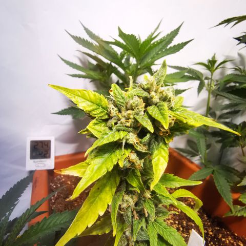 CBD Skunk Haze growlog timeline photo