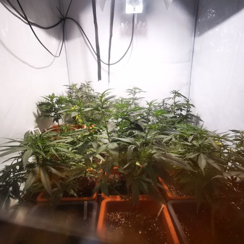 CBD Skunk Haze growlog timeline photo