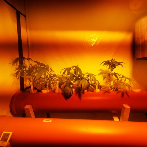 CBD Skunk Haze growlog timeline photo