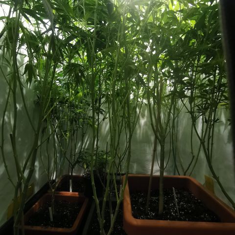 CBD Skunk Haze growlog timeline photo