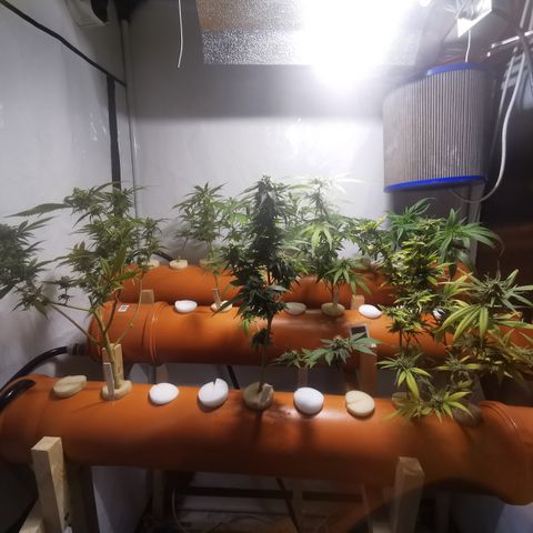 CBD Skunk Haze growlog timeline photo