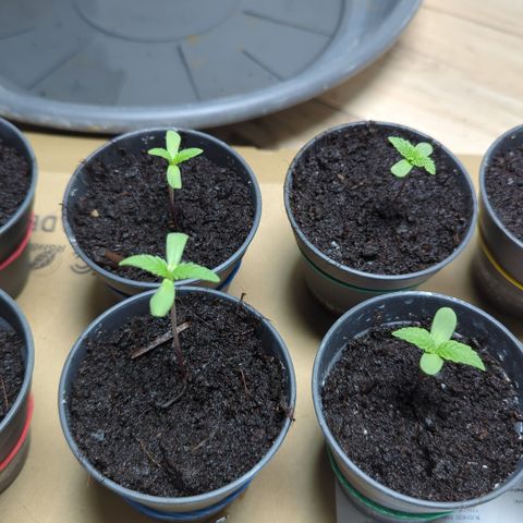 Skunk #1 #1 growlog timeline photo