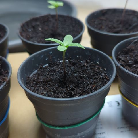 Shaman #1 growlog timeline photo