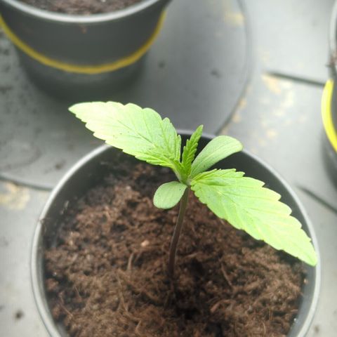 Orange Bud #1 growlog timeline photo