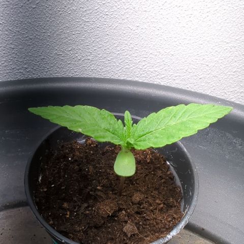 Shaman #1 growlog timeline photo