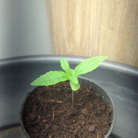 Shaman #2 growlog timeline photo