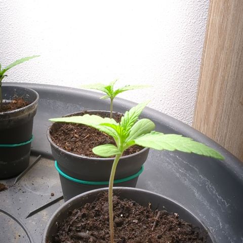Skunk #1 #1 growlog timeline photo