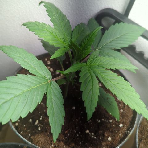 Orange Bud #1 growlog timeline photo