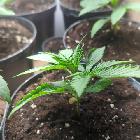 Shaman #1 growlog timeline photo