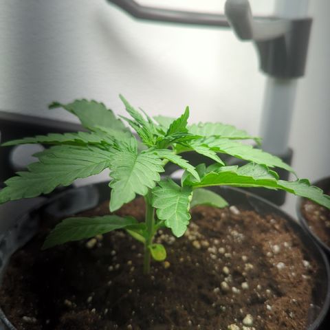 Shaman #2 growlog timeline photo