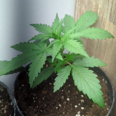 Skunk #1 #1 growlog timeline photo