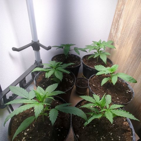 Skunk #1 #1 growlog timeline photo