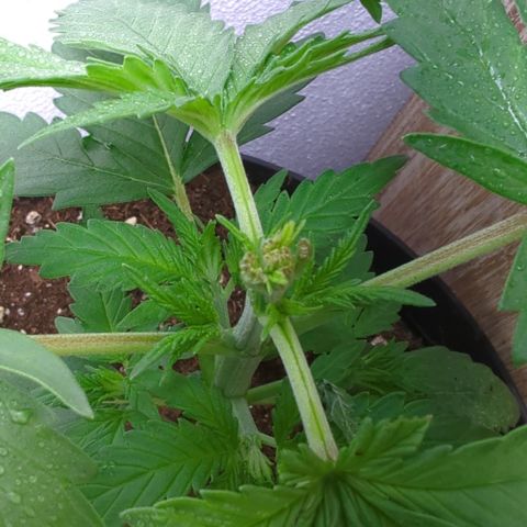 Skunk #1 #1 growlog photo: FIM