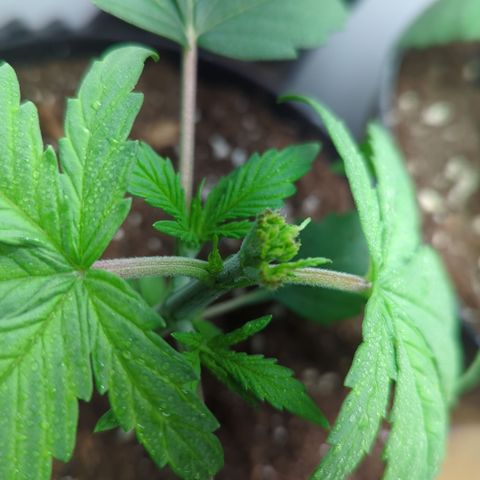 Orange Bud #1 growlog photo: FIM