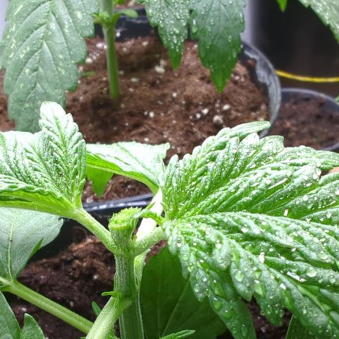 Shaman #1 growlog timeline photo
