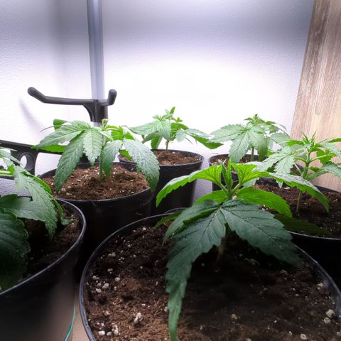 Skunk #1 #1 growlog timeline photo