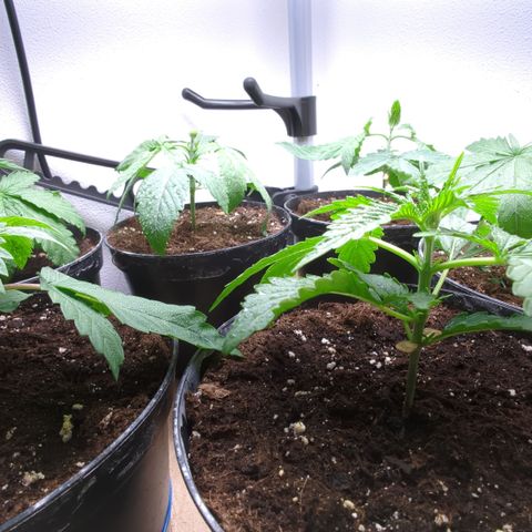 Skunk #1 #1 growlog timeline photo