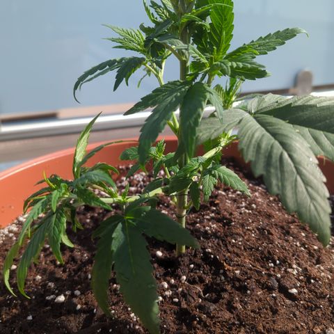 Orange Bud #1 growlog timeline photo