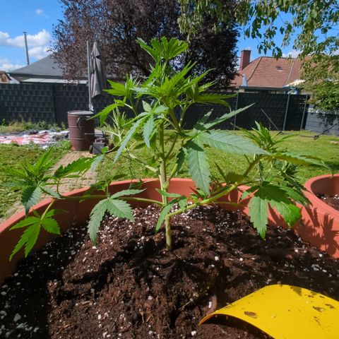 Skunk #1 #1 growlog timeline photo