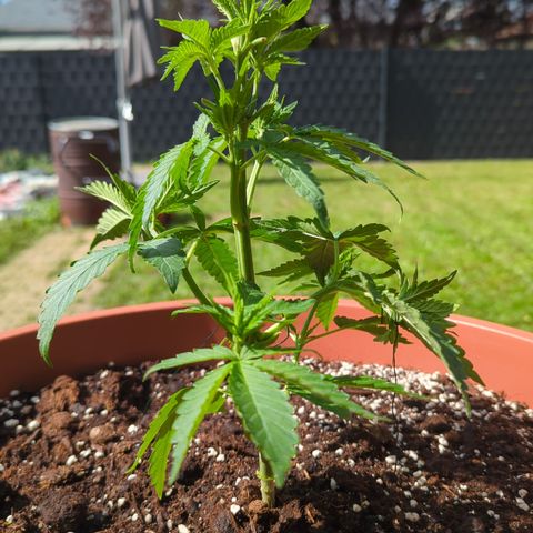 Shaman #2 growlog timeline photo