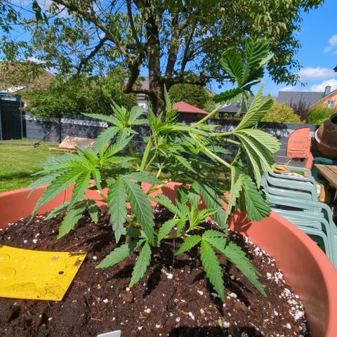 Shaman #1 growlog timeline photo