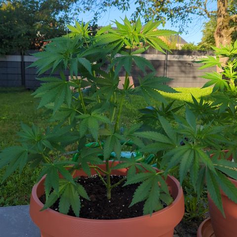 Shaman #2 growlog timeline photo