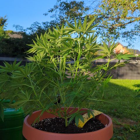 Skunk #1 #1 growlog timeline photo