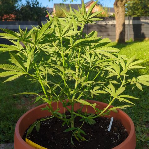 Shaman #1 growlog timeline photo